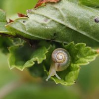 Улитка на листике :: Мария К.