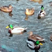 Утки дождались весны :: Надежда 