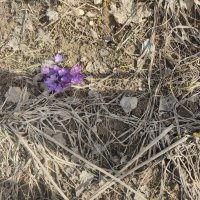 Весна... :: Александр Буторин