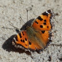 Вот и лето рядом... :: Александр Кондаков