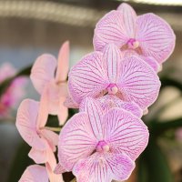 Орхидея Чеширский кот :: Irene Irene