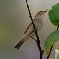 Пеночка-теньковка :: Николай Соколухин