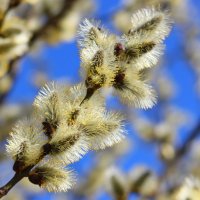 Ранняя пасха - ранняя верба :: Александр Чеботарь