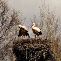 Прихорошиться  после перелёта.. :: Aida10 