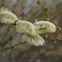 Ивушка. :: Николай 