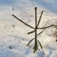 ..  ..выстоявшая в глубоких снегах  елочка.. :: galalog galalog