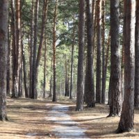 Последний снег. :: Александр Николаев