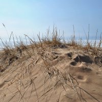 Из жизни дюны :: AleksSPb Лесниченко Из жизни дюны :: AleksSPb Лесниченко