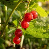 Одна веточка красной смородины :: Лилия 