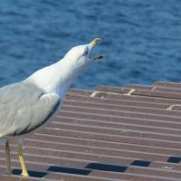 а ну быстро улетела, общипаная... :: shasha1950 