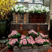 Весна в цветочном магазине! :: Нина Андронова