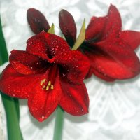 амариллис :: Сергей Кочнев