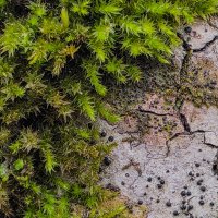 немного зелени в ленту :: Ольга Косачова