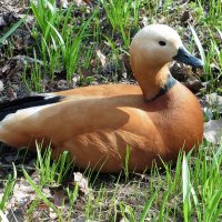 Огарь в Аптекарском огороде :: Лидия Бусурина