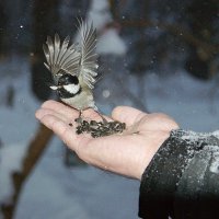 С Международным днем птиц! :: Галина Нестратова