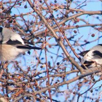 Снегирихи. :: сергей ермошкин
