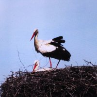 Аисты прилетели :: Людмила Смородинская