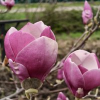 Красота магнолии :: Валерий Ткаченко