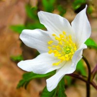 Ветреница :: Милешкин Владимир Алексеевич Ветреница :: Милешкин Владимир Алексеевич