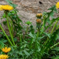 Одуванчики :: Игорь Сикорский Одуванчики :: Игорь Сикорский