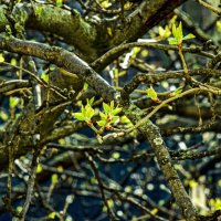 Яблоня :: Олег 