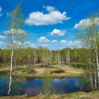 Березовая роща :: СЕРГЕЙ ФИЛОЧКИН