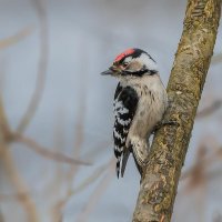 Малый пёстрый дятел (самец). :: Николай Ловец