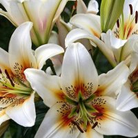 цветы :: МАРИЯ ПОПОВА