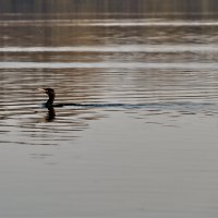 Баклан :: Jakob Dick Баклан :: Jakob Dick