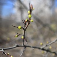 Весна) :: Митяй Митрич