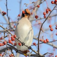 Вкусные яблочки :: Виктор Иванович Чернюк