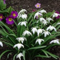 Подснежники :: Рита Симонова