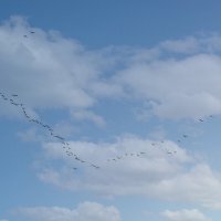 Первый журавлиный клин. :: Анатолий. Chesnavik.