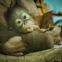 Орангутан  Бушель. :: Аркадий Лаптенко