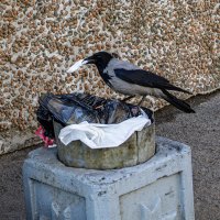 Находка :: Ирина Соловьёва