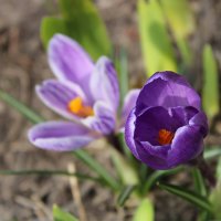 Первоцветы :: Ирина Лесиканич