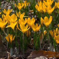 Крокусы :: Светлана Григорьева Крокусы :: Светлана Григорьева