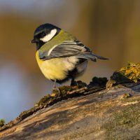 *** :: Виталий Емельянов *** :: Виталий Емельянов