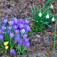 Весеннее разноцветье :: Светлана 