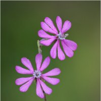 Смолёвка окрашенная (лат.Silene colorata). :: Александр Григорьев