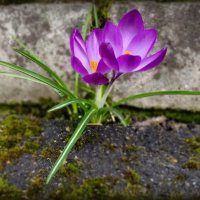 Крокусы :: Елена Сухорученкова