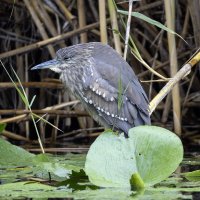 Кваква. :: Alexander Amromin