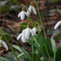 Подснежники :: Ольга 