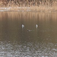 Весенний водоем :: Дмитрий И_
