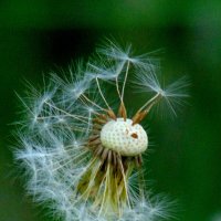 Одуванчик постарел. :: nadyasilyuk Вознюк