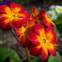 Весне дорогу. :: Марина Леонидовна