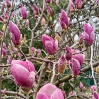 Магнолия :: Валерий Ткаченко