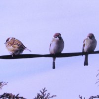 ,Отдыхают :: Людмила Смородинская