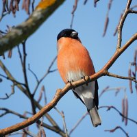 Снегирь :: Лина 