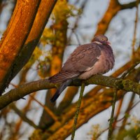 На заре :: Jakob Dick